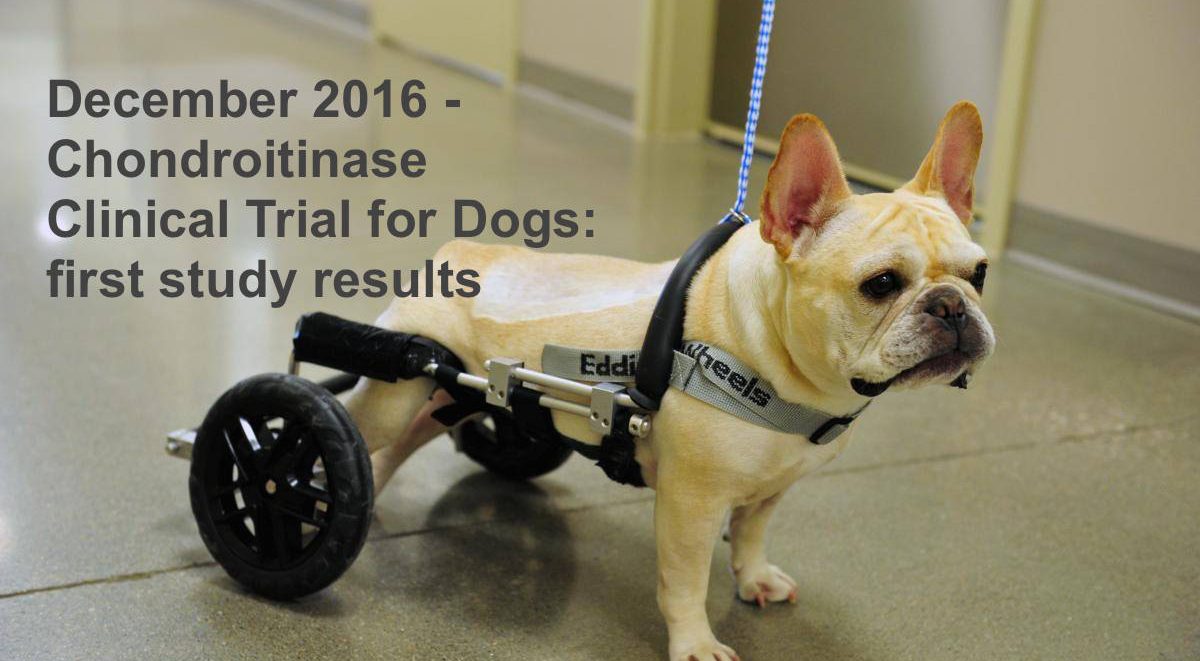 Chondroitinase clinical trial for dogs