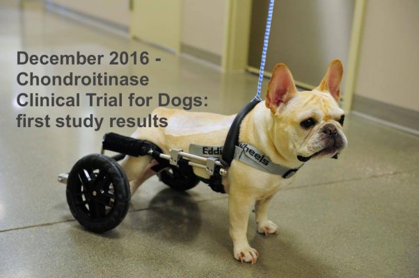 Chondroitinase clinical trial for dogs